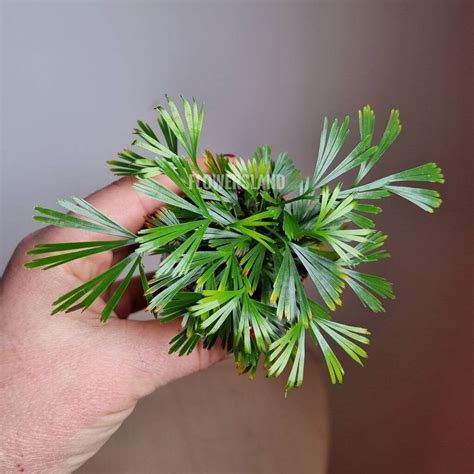 Папоротник Актиниоптерис аустралис | купить в Минске на FlowersLand.by