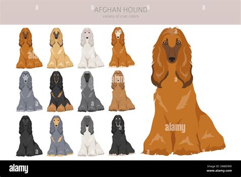 Gray Afghan Hound Gray Afghan Hound