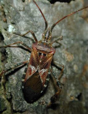 Western Conifer Seed Bug – Wisconsin Horticulture