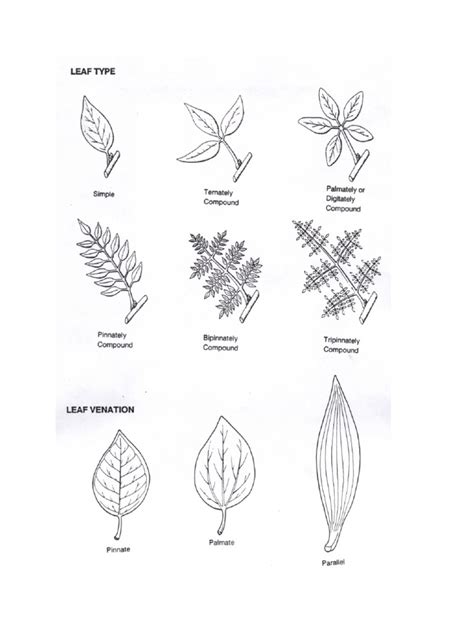 Leaf Morphology | PDF