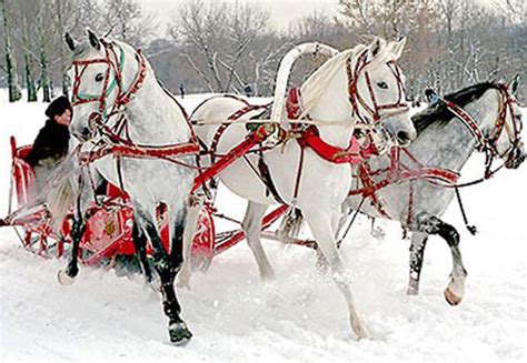 Лошади для русской тройки- конно-спортивный клуб ЗОЛОТАЯ ГРИВА (КСК ...