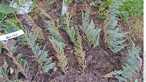 Укоренение черенков хвойных растений. Мастер-класс с пошаговыми фото