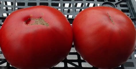 Томат Спецназ описание сорта и характеристика: достоинства и недостатки ...