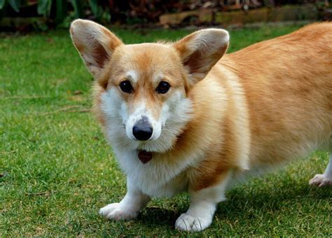 Welsh Corgi Pembroke Caractère éducation Et Santé