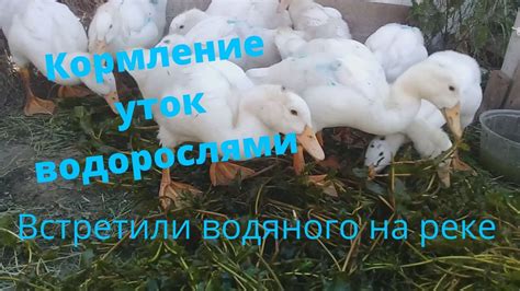 Кормление уток водорослями.Лучший корм для птицы. - YouTube
