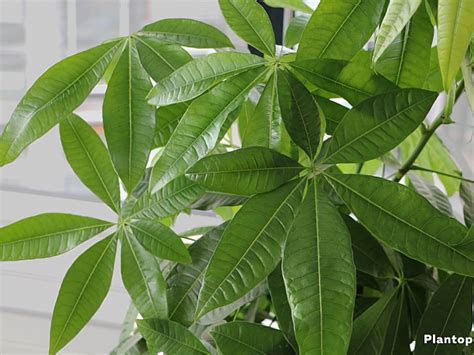 Пахира Акватика — Студия Расцветать