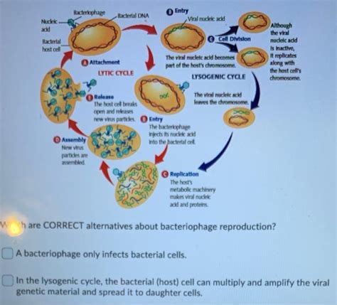 Solved Bacteriophage Entry Bactertal DNA Viral Nude Add Nude Chegg
