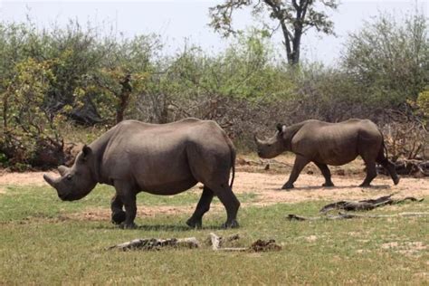 Zimbabwe Animals The Big Five And Animals Found Around Zimbabwe