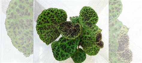 Бегония Меланобулата купить в Красноярске | Товары для дома и дачи | Авито