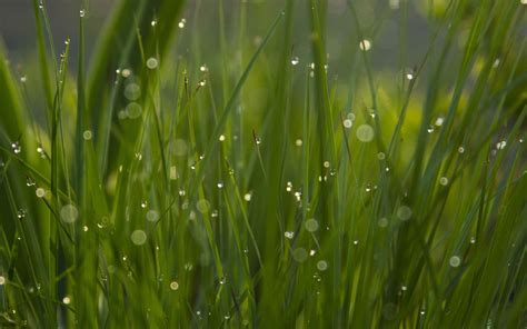 The grass with dew Mac Wallpaper Download | AllMacWallpaper