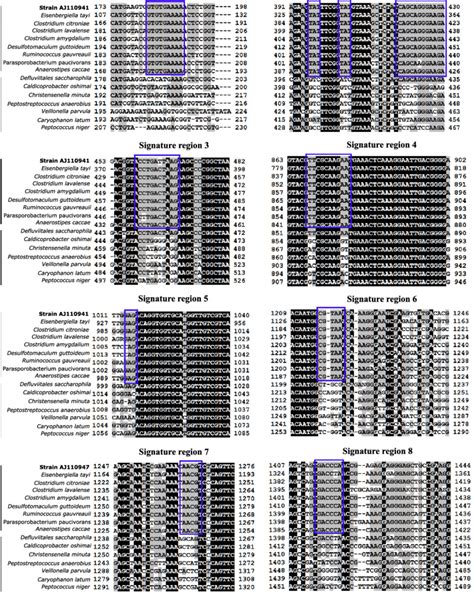 Alignment of 16S rRNA gene sequences within signature regions able to ...
