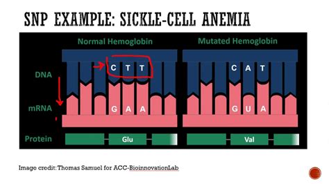 Dn A475 Nutritional Genomics Youtube