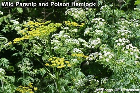 Wild Parsnip And Poison Hemlock Bountiful Garden Lawn And Garden Poisonous Plants