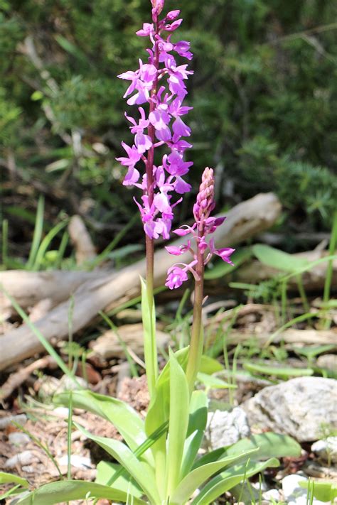 Orchis Mascula Ssp Mascula Orchids Orchis