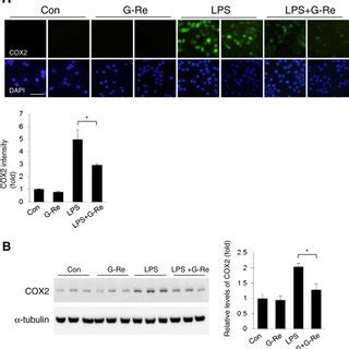 Ginsenoside Re Attenuates The Expression Levels Of Inos Proteins In