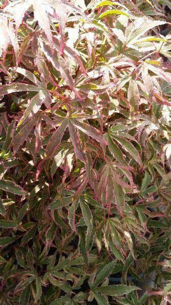 Acer Palmatum Pink Passion Japanese Acers For Sale Uk