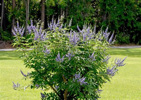 vitex tree texas 8
