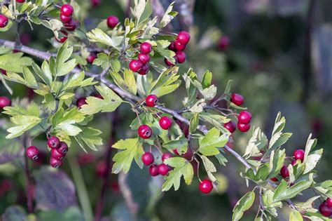 Боярышник чёрный (88 фото) » НА ДАЧЕ ФОТО