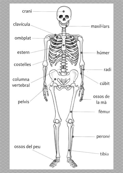 5è UD 3 Ossos del nostre cos