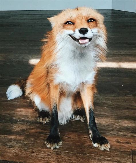 Here S What It S Like To Live With Juniper The World S Happiest Fox