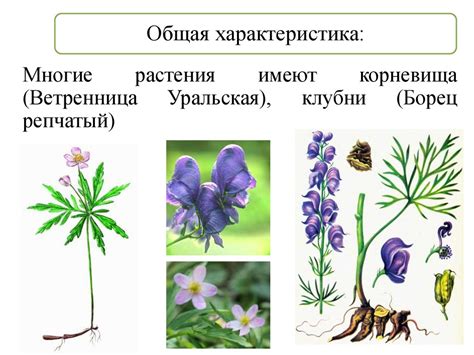 Покрытосеменные растения (лекция № 11) - презентация онлайн