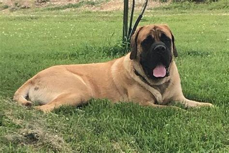 Dutch Creek Mastiffs Puppies For Sale