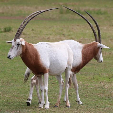 Scimitar Horned Oryx