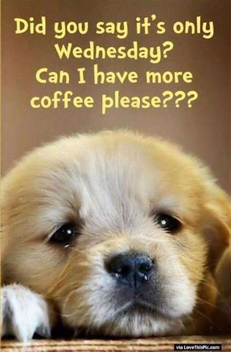 funny wednesday quotes hump day memes      rest