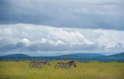 Laikipia Photos Images And Pictures