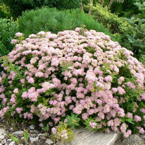 Спирея японская ‘Japanese Dwarf’, Spiraea japonica ‘Japanese Dwarf’ | Фото