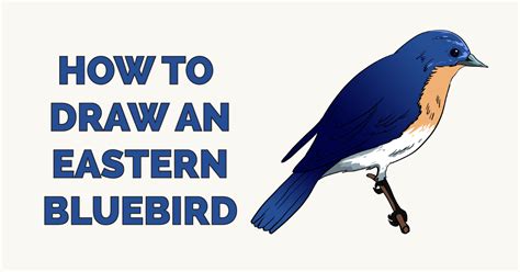 How to Draw an Eastern Bluebird - Really Easy Drawing Tutorial | Easy