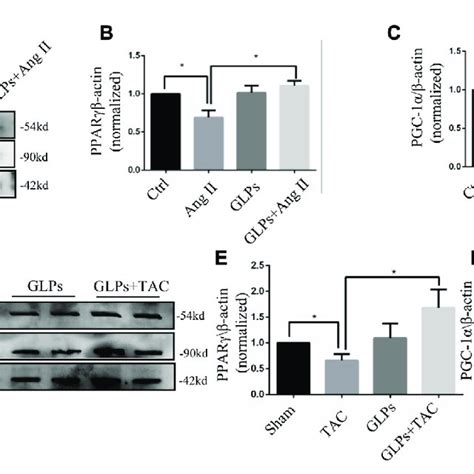 Ppar And Pgc Are Upregulated By Glps In Both Cardiomyocytes And