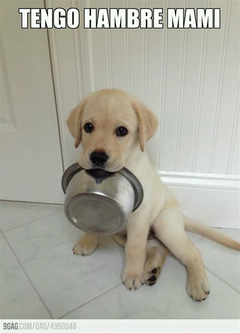 tengo hambre meme  thelast memedroid