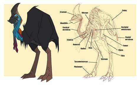 Cassowary Skeleton