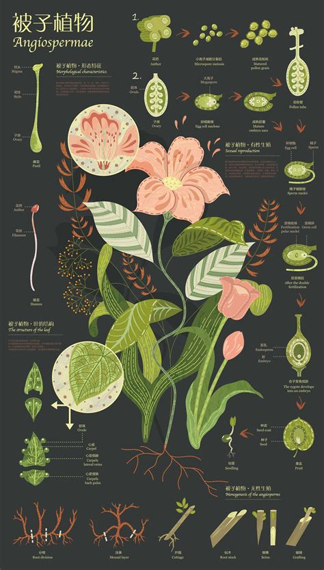 Parts Of A Plant Poster - Poster.rjuuc.edu.np
