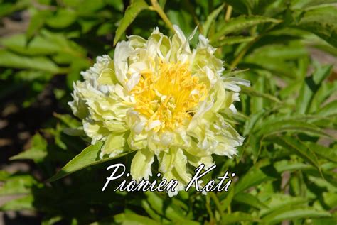 Green Halo - Pionien Koti