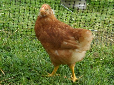 Please Help Me Sex These Week Old Red Sex Links Tons Of Pics Backyard Chickens Learn How