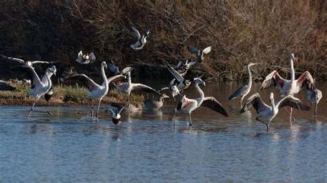 Panique Sur Le Plan D Eau Andr Labetaa Flickr