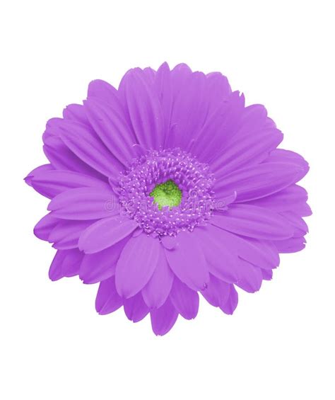 Isolated purple gerbera stock photo. Image of blosoom, insulated - 608664