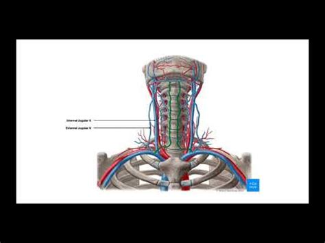 Rear Naked Choke How Does It Work YouTube