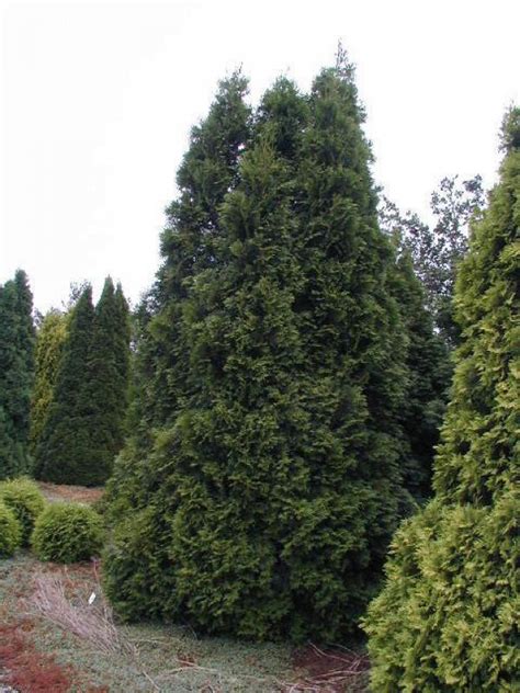Lebensbaum Brabant (Thuja occidentalis Brabant) in unserem Shop günstig ...