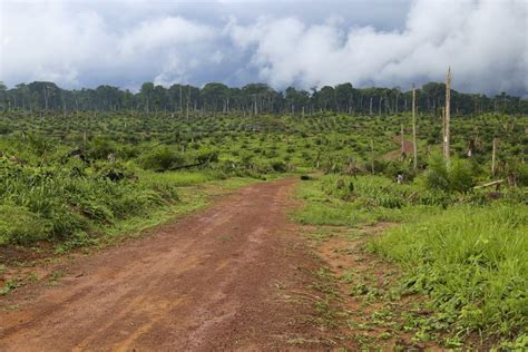 Deforestation in the Congo Rainforest (Central Africa) - map, statistics