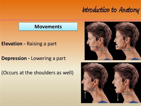 Elevation And Depression Anatomy
