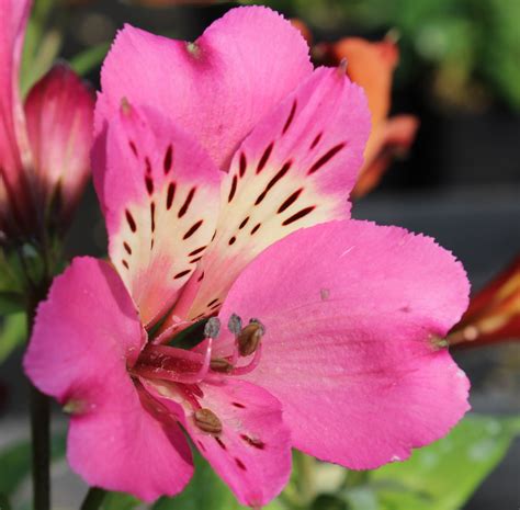 Edelweiss Perennials Alstroemeria Summer Saint