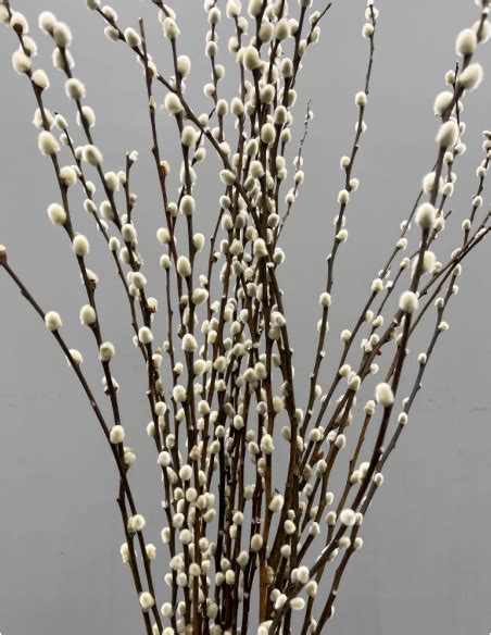 Pussy Willow Stems