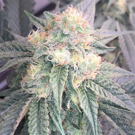 White Cherry Gelato Feminized Seeds The Seed Fair