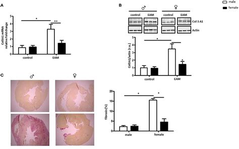 Frontiers Sex Specific Differences Of The Inflammatory State In