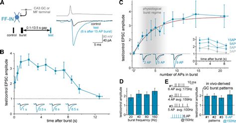 Single Brief Mf Bursts Potentiate Monosynaptic Mf Epscs In Ca3 Ff Ins