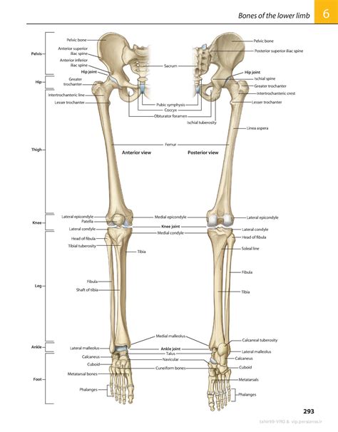 Overview Of Bones Of The Lower Limb Posterior And Anterior View Images And Photos Finder