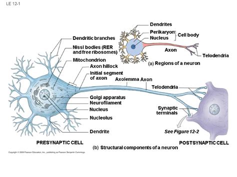 Le 12 1 Dendrites Perikaryon Nucleus Cell Body Axon